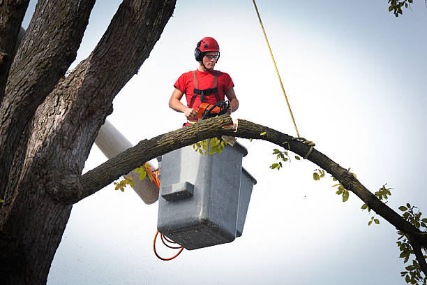 Dead Tree Removal in Carrabelle, FL